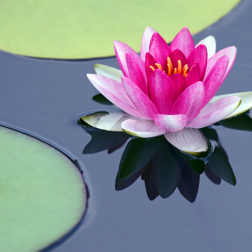 Float & Bloom